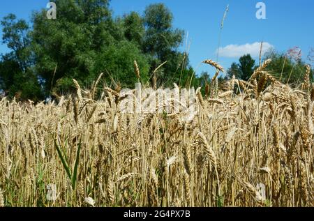 Un primo piano di un raccolto di grano, un campo con grano maturo, punte di grano con alberi verdi e cielo blu sullo sfondo. Grano che cresce e produzione. Foto Stock