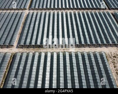 Vista aerea del drone di enormi aree serra per la coltivazione di fragole. Agricoltura a effetto serra, industria agricola. Volo su grandi industrie Foto Stock