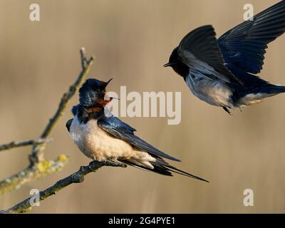 Fienile inghiottire nel suo habitat in Danimarca Foto Stock