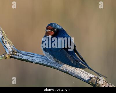 Fienile inghiottire nel suo habitat in Danimarca Foto Stock