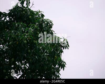 Bellissimo albero verde mango con presentazione di frutta cruda su sfondo cielo. Foto Stock