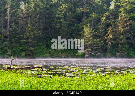 Mist sorge sopra il lago Pondilla al Fort Ebey state Park sull'isola di Whidbey, Washington, USA Foto Stock