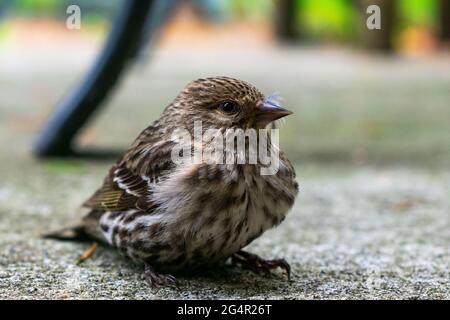 Un giovane Siskin di Northern Pine si trova a Whidbey Island, Washington, USA Foto Stock