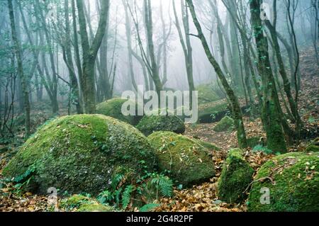 Riserva naturale nazionale di montagna Yunkai Foto Stock