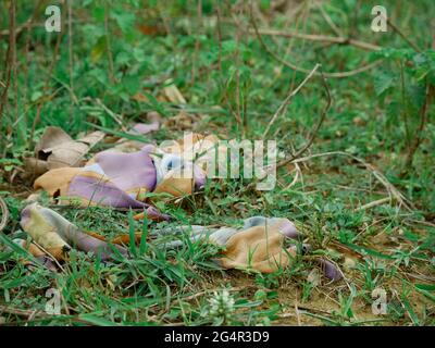 Panni sporchi giacenti su prato verde in zona forestale, concetto di inquinamento. Foto Stock