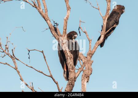 Un uccello appollaiato su un ramo di albero Foto Stock