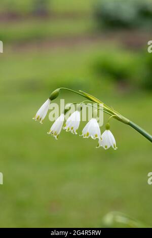 Leucojum aestivum. Loddon Giglio / Snowflake estivo Foto Stock