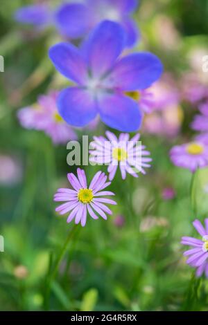 Brachyscome "Delight Pink". Swan fiume Daisy Foto Stock