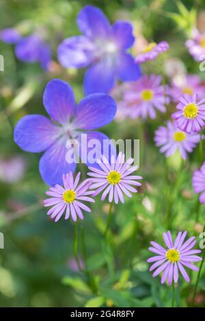 Brachyscome 'Delight Pink' - Swan River Daisy Foto Stock