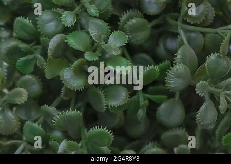 Layout di foglie decorative verdi. Sfondo di foglie decorative. Vicolo piatto. Il concetto di natura. Foto di alta qualità Foto Stock