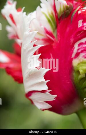 Tulipa Estella Rijnveld. Parrot Tulip Abstract Foto Stock