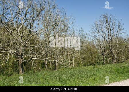 Alberi di cenere morti dalla malattia di dieback di cenere (Chalora) a anello di Chanctonbury su Downs del Sud, Sussex occidentale, Inghilterra Foto Stock