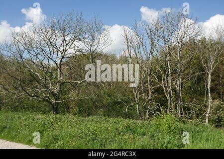 Alberi di cenere morti dalla malattia di dieback di cenere (Chalora) a anello di Chanctonbury su Downs del Sud, Sussex occidentale, Inghilterra Foto Stock