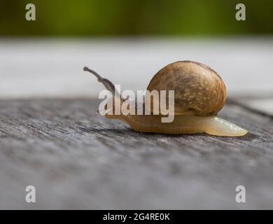 HELIX POMATIA romana lumaca Foto Stock