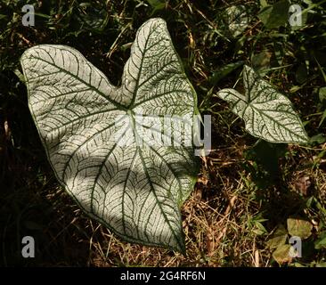 Primo piano di una foglia bianca di elefante orecchio a strisce nel selvaggio Foto Stock