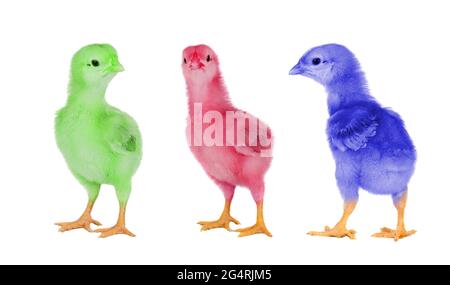 Tre polli dipinti isolati su sfondo bianco Foto Stock