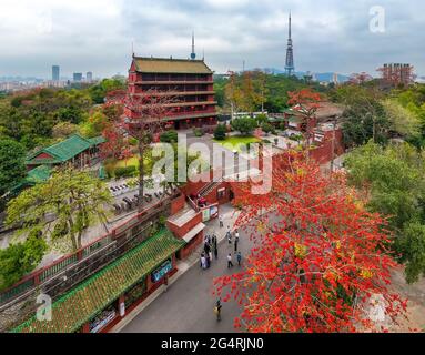 Parco Yuexiu a guangzhou, provincia di guangdong, paesaggio fiorito kapok Foto Stock