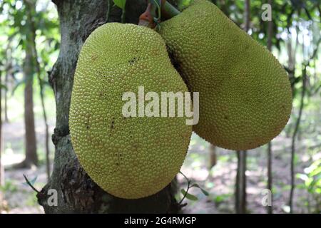 brodo di jackfruit grezzo su albero Foto Stock