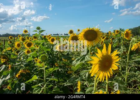 Campo di girasoli di fronte ad una piantagione di soia in una fattoria nella città di Dourados, nello stato di Mato Grosso do sul, Brasile Foto Stock