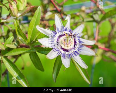 Closeup di bel Bluecrown Passionflower su un ramo Foto Stock