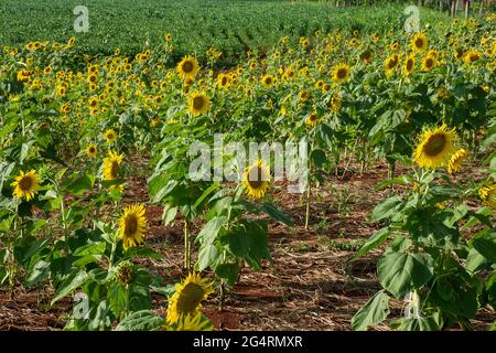 Campo di girasoli di fronte ad una piantagione di soia in una fattoria nella città di Dourados, nello stato di Mato Grosso do sul, Brasile Foto Stock