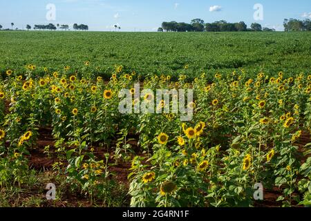 Campo di girasoli di fronte ad una piantagione di soia in una fattoria nella città di Dourados, nello stato di Mato Grosso do sul, Brasile Foto Stock