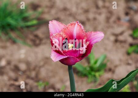 Primo piano bello rosa frangiato o tulipano fiore che cresce in un giardino Foto Stock