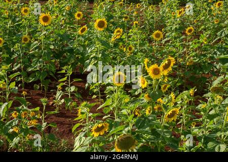 Campo di girasoli di fronte ad una piantagione di soia in una fattoria nella città di Dourados, nello stato di Mato Grosso do sul, Brasile Foto Stock