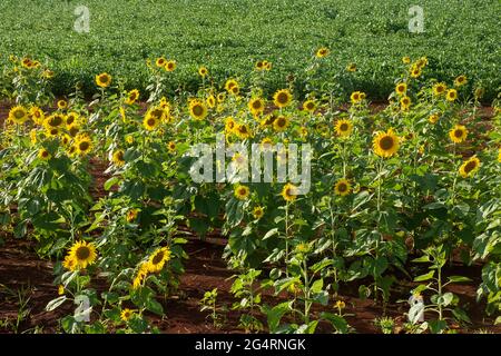 Campo di girasoli di fronte ad una piantagione di soia in una fattoria nella città di Dourados, nello stato di Mato Grosso do sul, Brasile Foto Stock