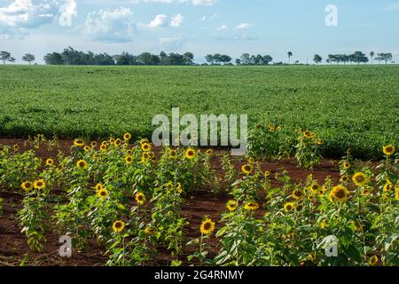 Campo di girasoli di fronte ad una piantagione di soia in una fattoria nella città di Dourados, nello stato di Mato Grosso do sul, Brasile Foto Stock