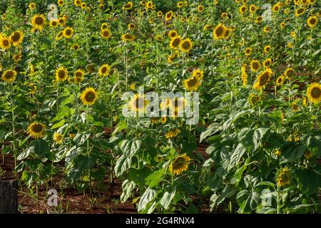 Campo di girasoli di fronte ad una piantagione di soia in una fattoria nella città di Dourados, nello stato di Mato Grosso do sul, Brasile Foto Stock