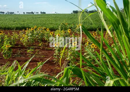 Campo di girasoli di fronte ad una piantagione di soia in una fattoria nella città di Dourados, nello stato di Mato Grosso do sul, Brasile Foto Stock