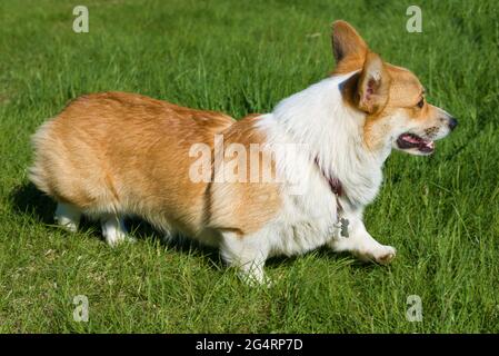 Cane gallese di Corgi su erba verde Foto Stock