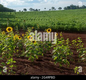 Campo di girasoli di fronte ad una piantagione di soia in una fattoria nella città di Dourados, nello stato di Mato Grosso do sul, Brasile Foto Stock