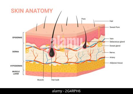 Strati della pelle, illustrazione vettoriale del diagramma anatomico della struttura. Cartoon pelle umana infografica formazione anatomica background, epidermide con follicolo pilifero, ipoderma stratificato e derma, sudore poro Illustrazione Vettoriale