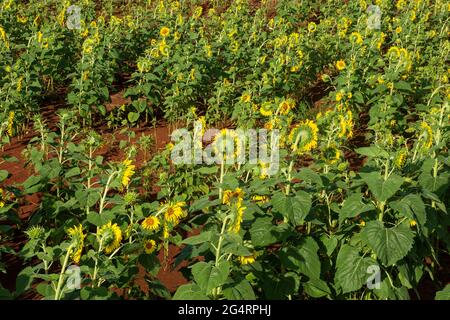 Campo di girasoli di fronte ad una piantagione di soia in una fattoria nella città di Dourados, nello stato di Mato Grosso do sul, Brasile Foto Stock