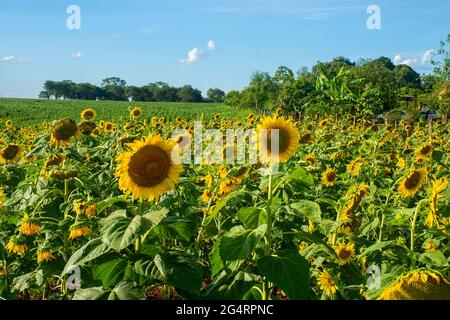 Campo di girasoli di fronte ad una piantagione di soia in una fattoria nella città di Dourados, nello stato di Mato Grosso do sul, Brasile Foto Stock