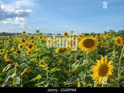 Campo di girasoli di fronte ad una piantagione di soia in una fattoria nella città di Dourados, nello stato di Mato Grosso do sul, Brasile Foto Stock