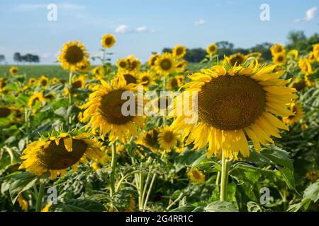 Campo di girasoli di fronte ad una piantagione di soia in una fattoria nella città di Dourados, nello stato di Mato Grosso do sul, Brasile Foto Stock