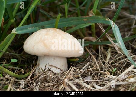 Funghi commestibili Calocibe gambosa nel prato. Conosciuto come il fungo di San Giorgio. Fungo selvaggio che cresce nell'erba. Foto Stock