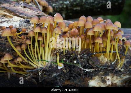 Funghi non commestibili Mycena renati nella foresta mista. Noto come bel cofano. Funghi gialli selvatici che crescono sul legno. Foto Stock