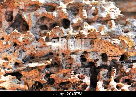 Crimea coquina rock close up texture sfondo Foto Stock