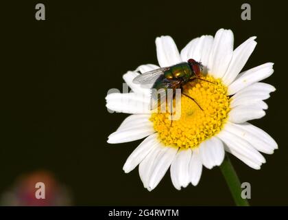mosca comune su una margherita Foto Stock