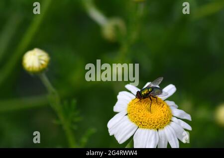 mosca comune su una margherita Foto Stock
