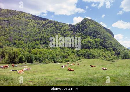 Mucche pascolano su pascoli alpini. Manzo rifinito con erba. Bestiame felice in natura. Foto Stock