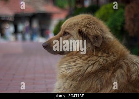 fawn lungo shaggy cane ​​posing per la macchina fotografica per la strada. fuoco selettivo cane. Foto Stock