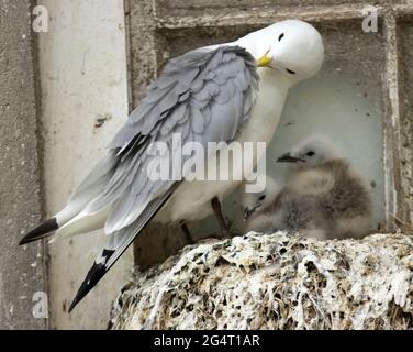 Il Kittiwake e' un mare che si affaccia sull'oceano e ritorna ai tradizionali siti di nidificazione della scogliera intorno alla costa del Regno Unito. Come l'accesso ai luoghi diminuisce che Foto Stock