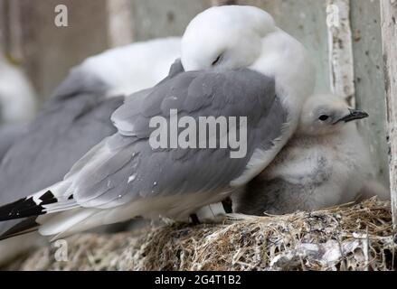 Il Kittiwake e' un mare che si affaccia sull'oceano e ritorna ai tradizionali siti di nidificazione della scogliera intorno alla costa del Regno Unito. Come l'accesso ai luoghi diminuisce che Foto Stock