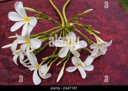 Bella Plumeria fiori anche conosciuto come Champa o Frangipani . Mazzo di fiori bianchi in fiore con gambo di gemme che si posa sul pavimento in erba nel giardino del prato di Foto Stock