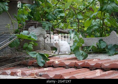 Gattino bianco senza casa, adorabile gattino bianco nel giardino della casa. Foto Stock